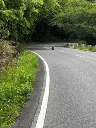 新型車デビューフェアやります。